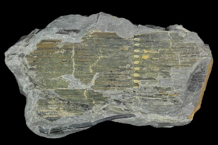 Pennsylvanian Fossil Horsetail (Calamites) - Kentucky #123535